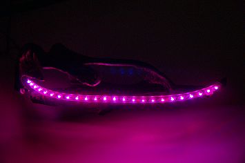 LEDテープ発色紫